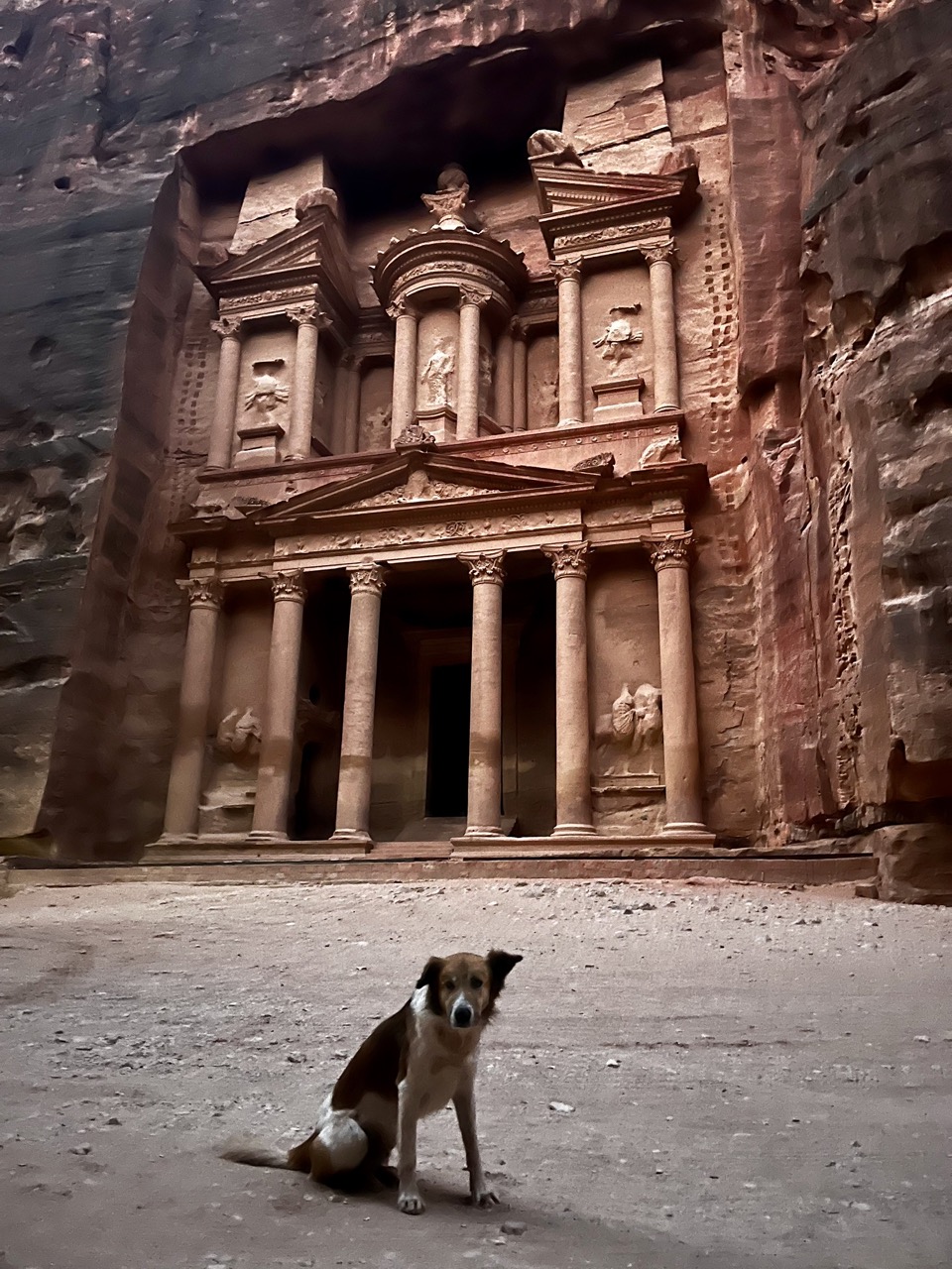 The stray dog sitting in the empty plaza in front of the Treasury at dawn