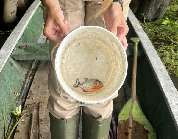 One of Steffi's piranhas in the bucket, orange belly and all